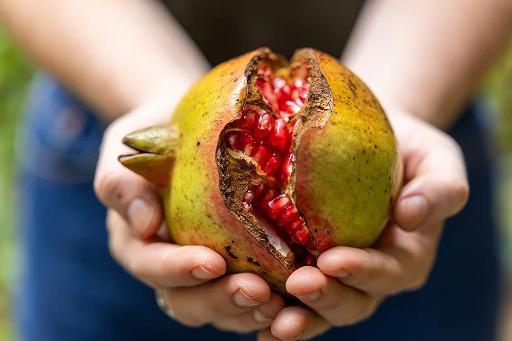 Family Friendly Restaurants Charlotte with Kids Play Areas